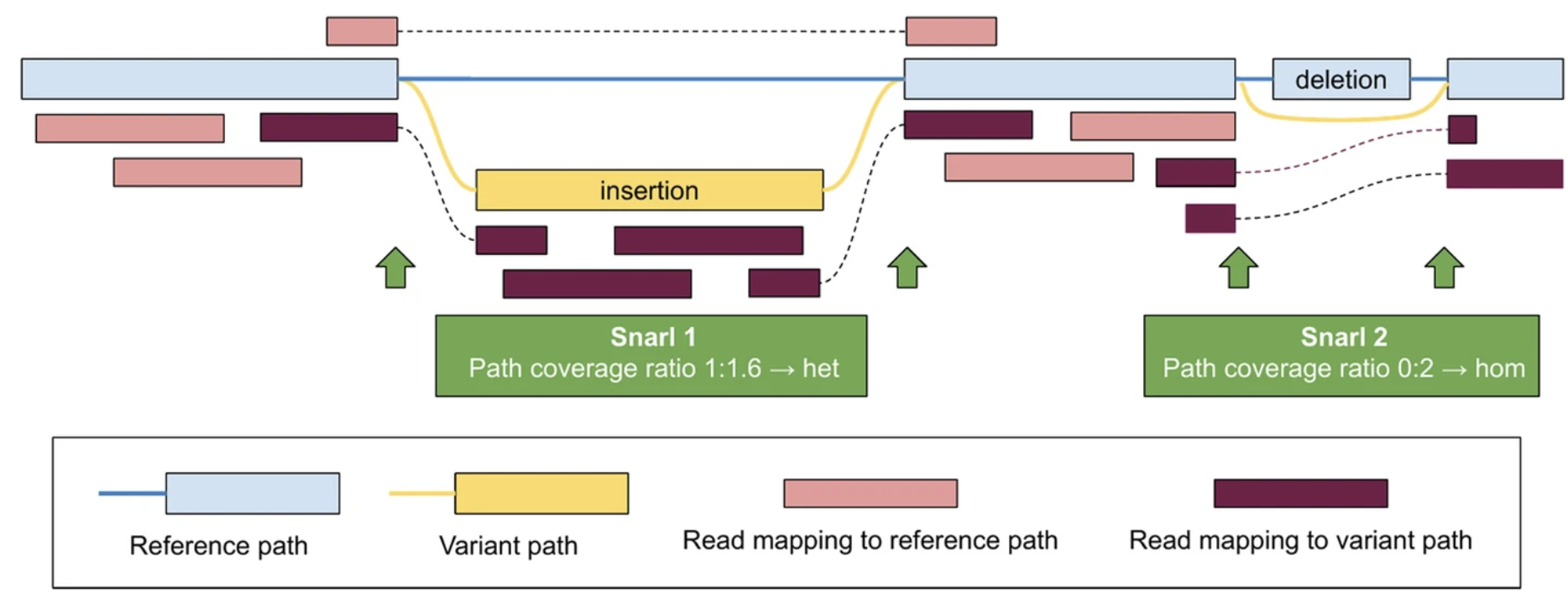SV genotyping with vg